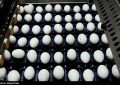 وزارت جهاد کشاورزی: فروش هر شانه تخم مرغ بالاتر از ۷۶ هزار تومان تخلف است