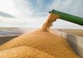 خرید حدود ۴۰ درصد از گندم کشور توسط شبکه تحت پوشش سازمان مرکزی تعاون روستایی